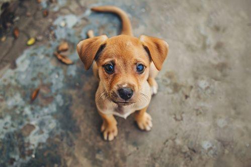 吃瓜娱乐酱小狗拍照