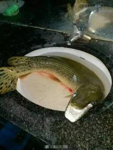 娱乐吃瓜酱美洲大蠊,娱乐吃瓜酱中的神秘生物揭秘